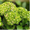 Гортензия Рембрандт Вибрант Верде крупнолистная  (сорт 'REMBRANDT/Vibrant Verde')