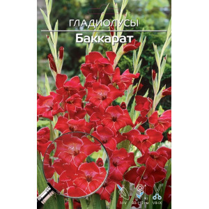 Гладиолус Баккарат 1шт