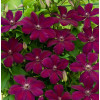 Клематис Вестерплатте 1шт ОКС