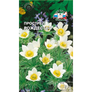 Прострел Рождество белый Седек Ц Прострел Рождество белый Седек Ц
