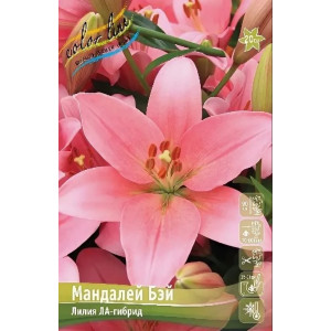 Лилия Мандалэй Бэй 12/14 1 луковица