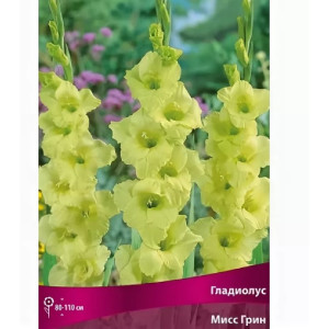 Гладиолус Мисс Грин