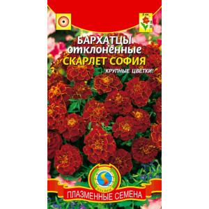 Бархатцы Скарлет София Плазма Ц