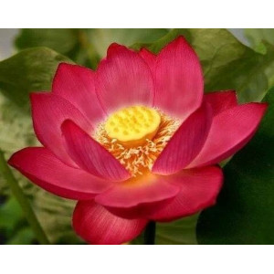 Лотос (Nelumbo NUCIFERA RED ) 2 сем