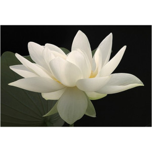Лотос (Nelumbo NUCIFERA WHITE) 2 сем