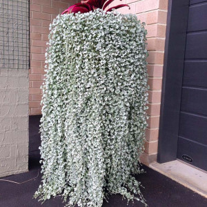Дихондра (Dichondra ARGENTEA SILVER FALLS) 3 сем