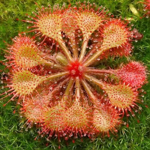 Росянка (Drosera BURKEANA) 5 сем