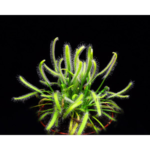 Росянка (Drosera CAPENSIS ALBA) 5 сем