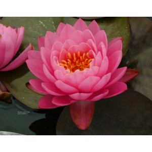 Нимфея (Nymphaea sp. PINK (Кувшинка) 3 сем