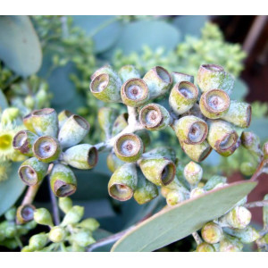 Эвкалипт (Eucalyptus POLYANTHEMOS) 3 семян