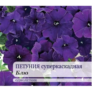 Петуния Суперкаскадная F1 Блу ЗСА Ц Петуния Суперкаскадная F1 Блу ЗСА Ц
