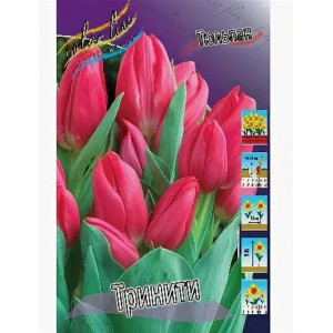 Тюльпан Тринити 12/+ 1шт