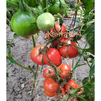 Томат Кантанти 4 коллекционные сорта