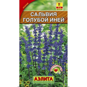 Сальвия Голубой иней Аэлита Ц Сальвия Голубой иней Аэлита Ц