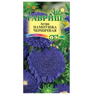 Астра Пампушка черничная Гавриш Ц Астра Пампушка черничная Гавриш Ц