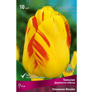 Тюльпан Саппоро 11/12 1шт