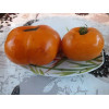Томат Парень из Локстана Гном (Dwarf Loxton Lad ) Коллекционные сорта