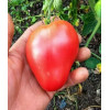 Томат Иерусалимское бычье сердце (Coeur de Boeuf Jerusalem) Израиль Коллекционные сорта