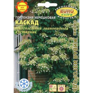 Гортензия Черешковая Каскад Аэлита Ц Гортензия Черешковая Каскад Аэлита Ц