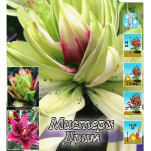Лилия Мистери Дрим 1шт азиат махровая
