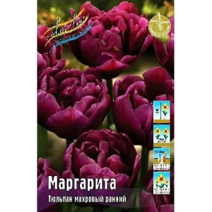 Тюльпан Витрина №7  махровый ранний V-DET-03  1шт