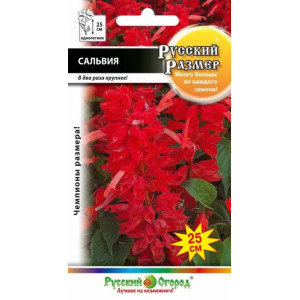 Сальвия Русский размер НК Ц Сальвия Русский размер НК Ц