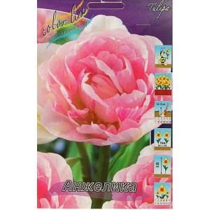 Тюльпан Анжелика 11/12 1шт