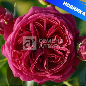 Роза Мариетта/Сем Алт/1шт. в коробке