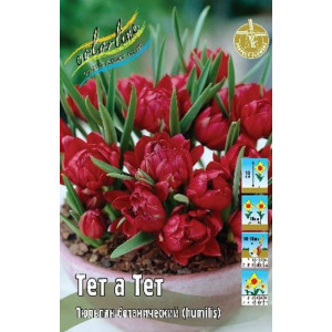 Тюльпан Тет а Тет 1шт