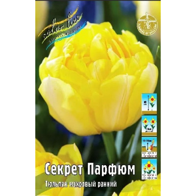 Тюльпан Секрет Парфюм, махровый ранний., 11/12 р-р