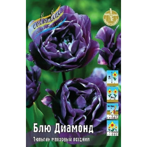 Тюльпан Блю Диамонд, махр.поздн, 10/11 р-р,