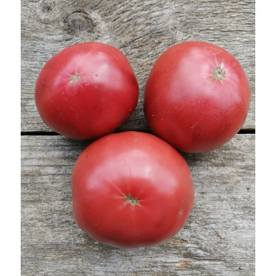 Томат Дикий картофельный лист Гном коллекционные сорта /DWARF WILD SPUDLEAF/