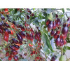 Томат Кумкват розовый опал (Kumquat Pink Opal), Германия  коллекционные сорта