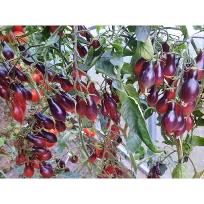 Томат Кумкват розовый опал (Kumquat Pink Opal), Германия  коллекционные сорта