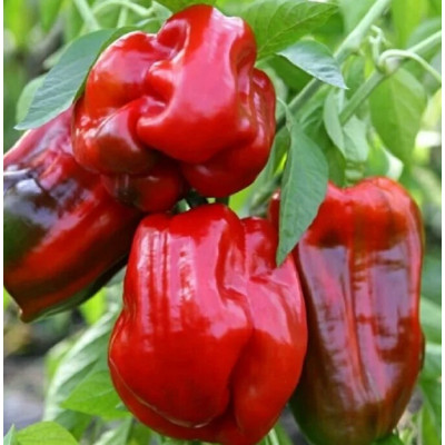 Перец Шарпей Коллекционные сорта