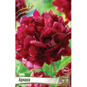 Пион Армани 2/3 почки
