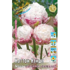 Тюльпан Коттон Кэнди, 2й эффект, 11/12