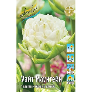 Тюльпан Уайт Маунтейн, махр.ранн., 11/12