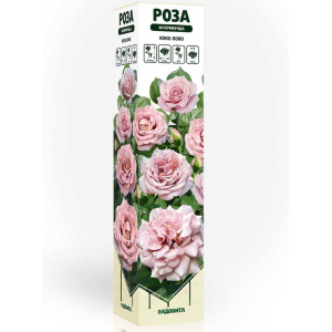 Роза флорибунда Коко Локо Садовита