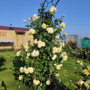 Роза плетистая Эльф