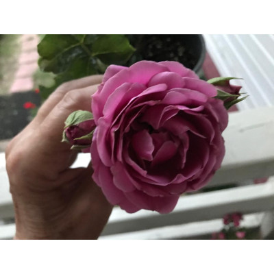 Роза флорибунда Хайди Клум