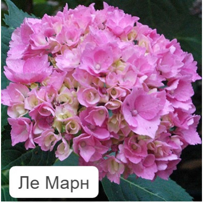Гортензия крупнолистная Ле Марн