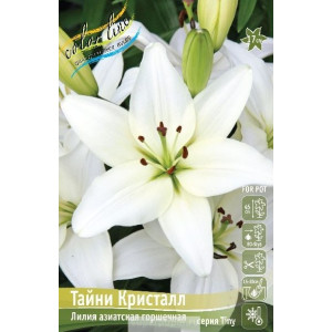 Лилия Тайни Кристалл 10/12, аз.низк,  1шт