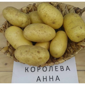 Картофель семенной Королева Анна РС-1 1кг