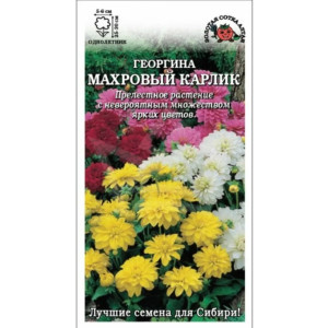 Георгина Махровый Карлик смесь ЗСА Ц Георгина Махровый Карлик смесь ЗСА Ц