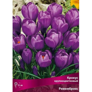 Крокус Ремембранс 7/8 1шт