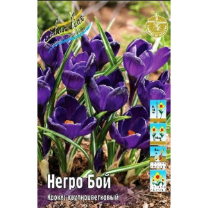 Крокус Негро Бой 7/8 1шт