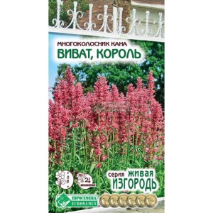 Многоколосник кана Виват король ЕС Ц