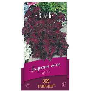 Колеус Бархат ночи Гавриш Ц Колеус Бархат ночи Гавриш Ц