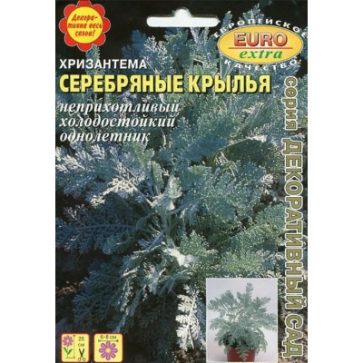 Хризантема Серебряные крылья Аэлита экстра Ц